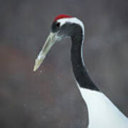 Red Crowned Crane In Japan Poster