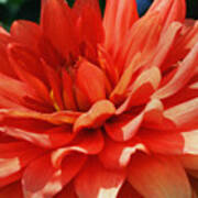 Red Dahlia Petals Poster