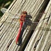 Red Dragon Fly Poster