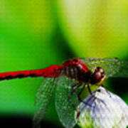 Red Dragonfly 3 Poster