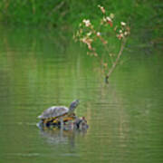 Red-eared Slider Turtle Poster