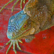 Red Eyed Iguana Photo Poster