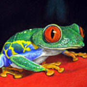 Red Eyed Tree Frog Poster
