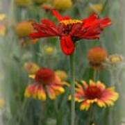 Red Flower Poster