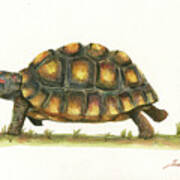 Red Footed Tortoise Poster