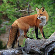 Red Fox 4 Poster