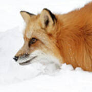 Red Fox Close Up Poster