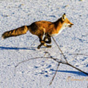 Red Fox On The Run Poster