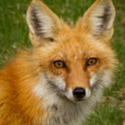 Red Fox Portrait Poster