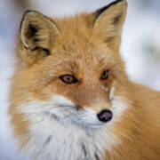 Red Fox Portrait In Hokkaido Japan Poster