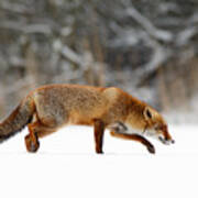 Red Fox Running Through A White World Poster