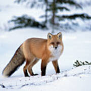 Red Fox Vulpes Vulpes Portrait Poster