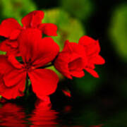 Red Geranium On Water Poster