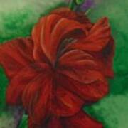Red Gladiolus Poster