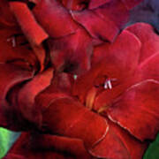 Red Glads 4274 Idp_2 Poster