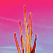 Red Glow Saguaro Cactus Poster