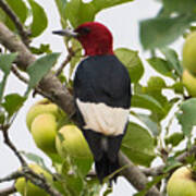 Red-headed Woodpecker Poster