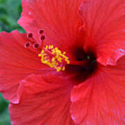 Red Hibiscus 1 Poster