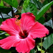Red Hibiscus Poster