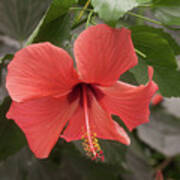 Red Hibiscus Flower Poster