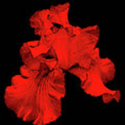 Red Hot Iris Poster