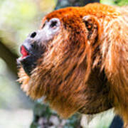 Red Howler Monkey Alpha Male Poster
