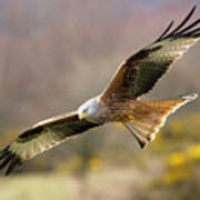 Red Kite Flying Over Meadow Poster