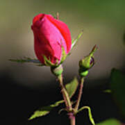 Red Knockout Rose Bud Poster