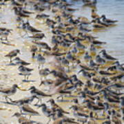 Red Knot Migration On The Delaware Bay Poster