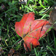 Red Leaf Against Green Grass Poster
