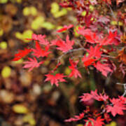 Red Maple Leaves Poster