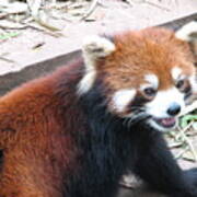 Red Panda Poster