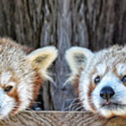 Red Pandas Hanging Out Together Poster