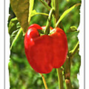 Red Pepper On The Vine Poster