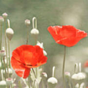 Red Poppies Poster