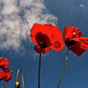 Red Poppies On Blue Sky Poster
