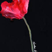 Red Poppy Poster