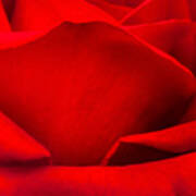 Red Rose Petals Poster