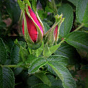 Red Rugosia Bud Poster