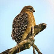 Red-shouldered Hawk - Buteo Lineatus Poster