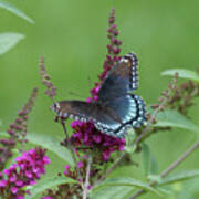 Red-spotted Purple Butterfly On Butterfly Bush Poster