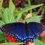 Red Spotted Purple Butterfly Poster