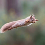 Red Squirrel Leaping Poster