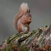 Red Squirrel Nibbling A Nut Poster
