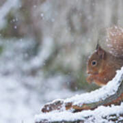 Red Squirrel On Snowy Stump Poster