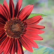 Red Sunflower Poster