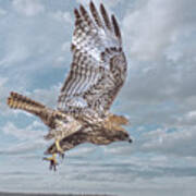 Red Tail In Flight Poster