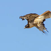 Red Tailed Hawk 2 Poster