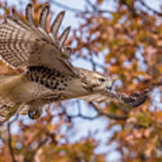 Red-tailed Hawk Autumn Flight Poster
