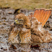 Red-tailed Hawk Bathing Poster